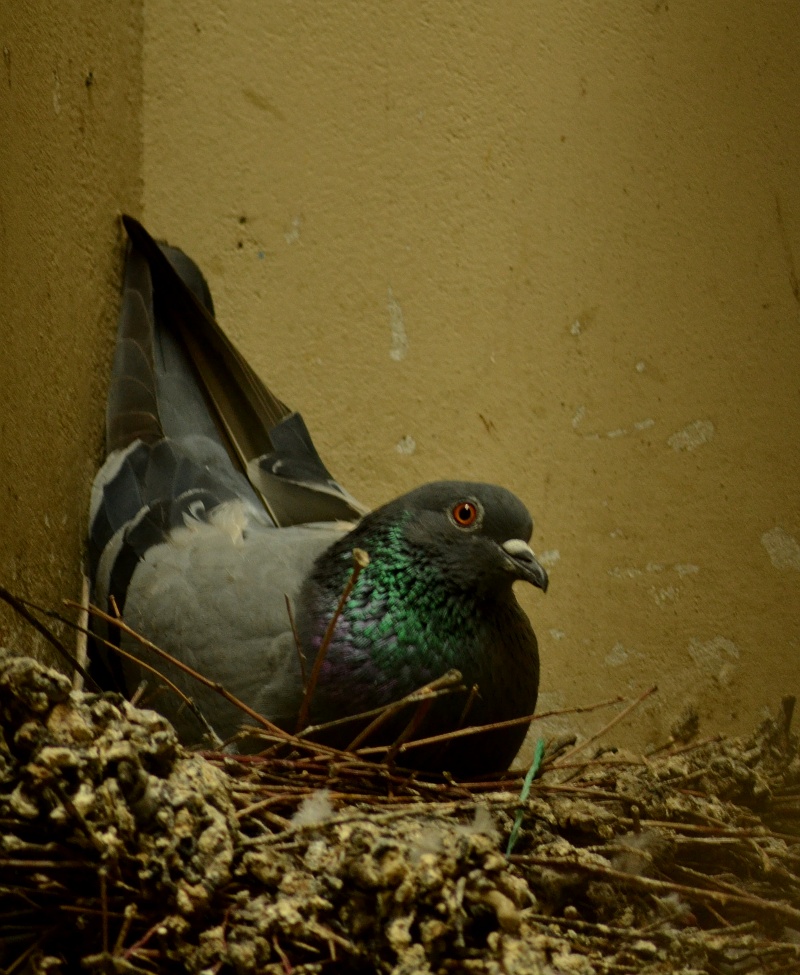 pigeon5