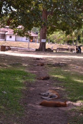 the sleepy dogs of Anuradhapura